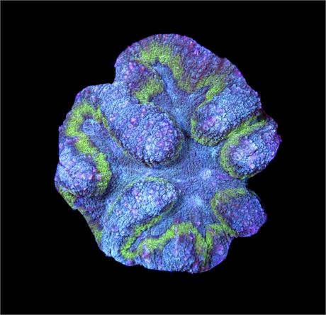 WYSIWYG Rainbow Symphyllia 3"