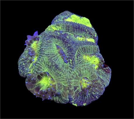 WYSIWYG Radioactive Goniastrea 2"