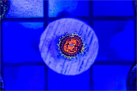 Deadpool Zoanthids - WYSIWYG
