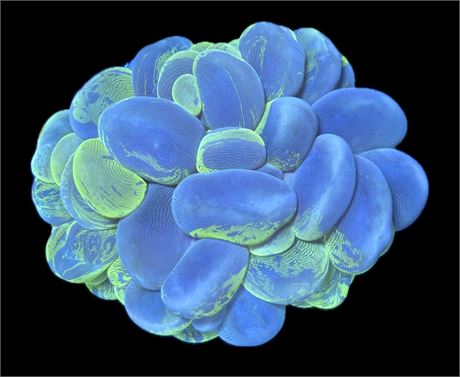 WYSIWYG Toxic Splatter Bubble Coral 3.5"