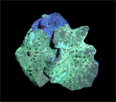 WYSIWYG Blue and Green Discosuma Mushroom Combo 2.5"