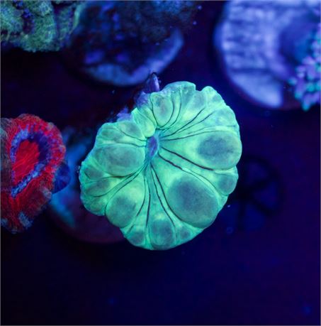 Fox Coral