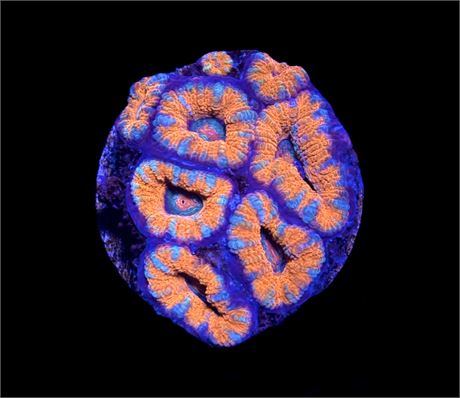 WYSIWYG Rainbow Acan 2"