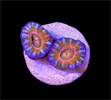 WYSIWYG Rainbow Acan Lord 1.5" (RARE!)