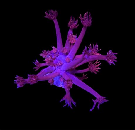 WYSIWYG Grafted Confetti Goniopora 2.5"