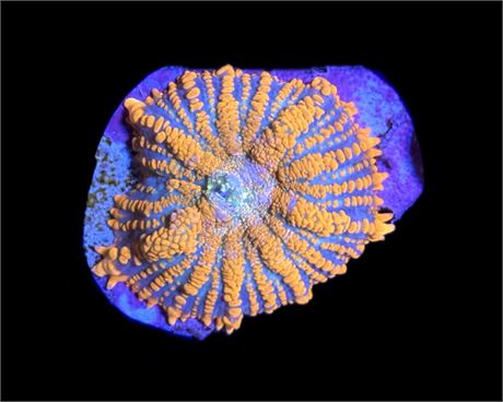 WYSIWYG Orange and Blue Rhodactis Mushroom 1.5"