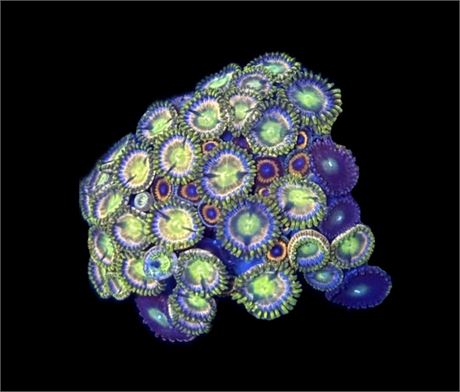 WYSIWYG XL Mixed Zoanthid Frag