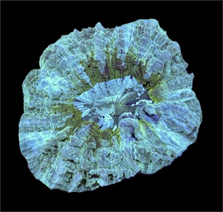 WYSIWYG Ultra Rainbow Acanthophyllia 4.5"