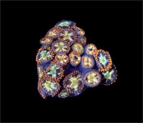 WYSIWYG Fireworks Zoanthids