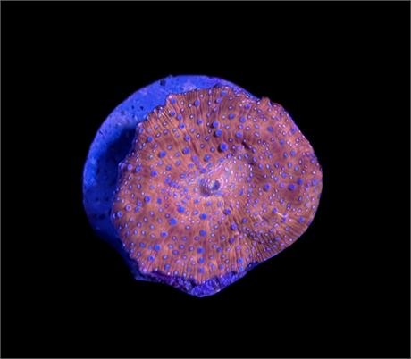WYSIWYG Blue Spotted Discosuma Mushroom 1.5"