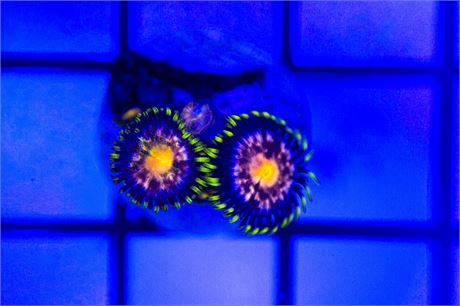 Anaconda Zoanthids - WYSIWYG