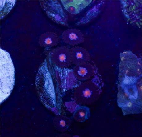 WWC Blue Steel Zoa