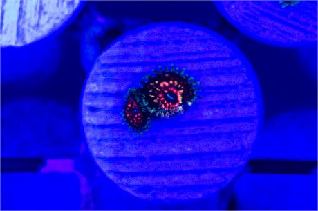 Ultimate Pink Space Monster Zoanthids - WYSIWYG