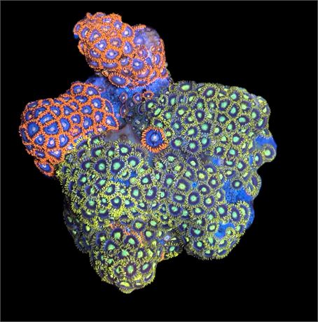WYSIWYG XL Mixed Zoanthid Colony 4"