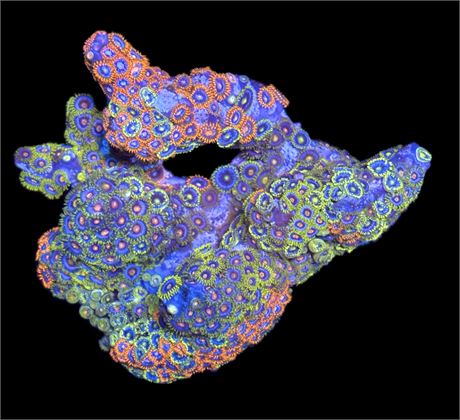 WYSIWYG XL Mixed Zoanthid Colony 4"