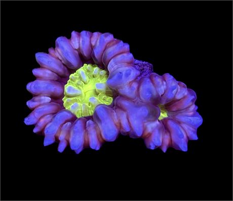 WYSIWYG Double Head Rainbow Cynarina 2.5" (VERY RARE!)