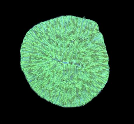 WYSIWYG XL Green Fungia Plate 3.5"