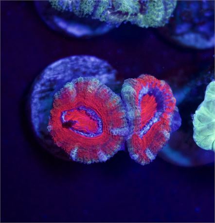 Red Acan