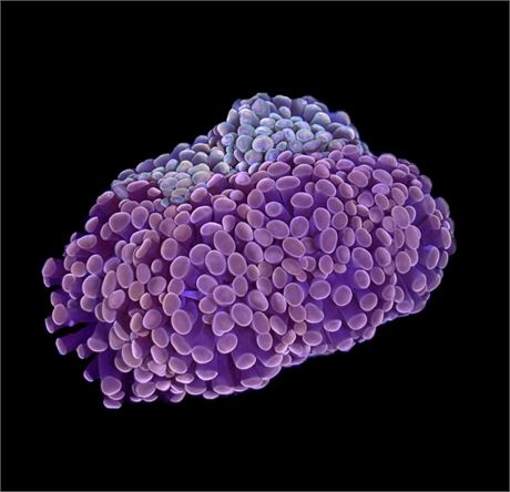 WYSIWYG Mixed Hammer Colony 3"