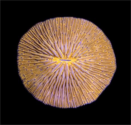 WYSIWYG XL Fungia Plate Coral 3.5"