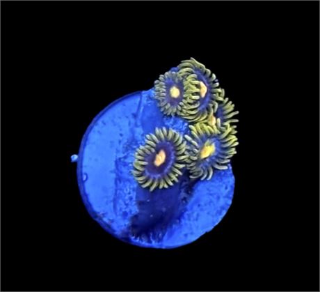 WYSIWYG Starlight Zoanthids