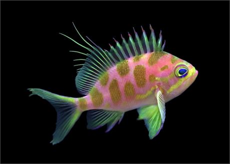 Borbonius (blotchy) Anthia
