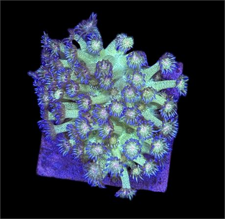 WYSIWYG XL Glitter Goniopora Coral Colony 3.5"