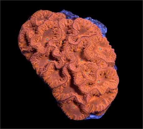 WYSIWYG Ruby Red Blastomussa Coral Colony 4"