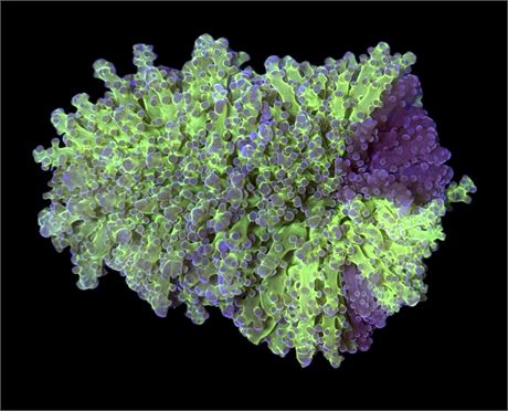 WYSIWYG Naturally Grafted Frogspawn Coral Colony 4"