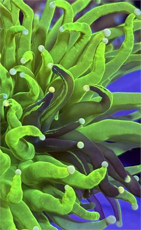 WYSIWYG Naturally Grafted Holy Grail Torch Coral