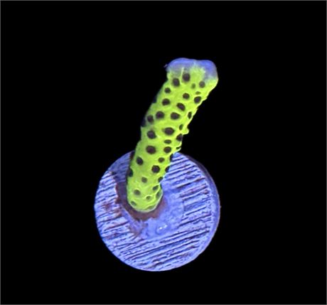 WYSIWYG Slimeball Montipora Coral Frag 1"