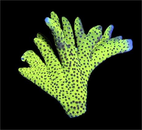 WYSIWYG XL Slimeball Montipora Coral Colony