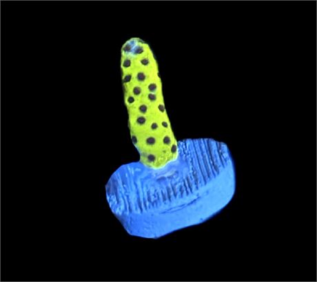 WYSIWYG Slimeball Montipora Coral Frag