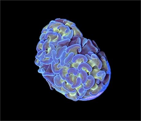 WYSIWYG Triple Crown Hammer Coral