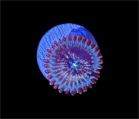 WYSIWYG Salted Agave Zoanthid