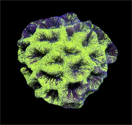 WYSIWYG Radioactive Goniastrea Coral Colony