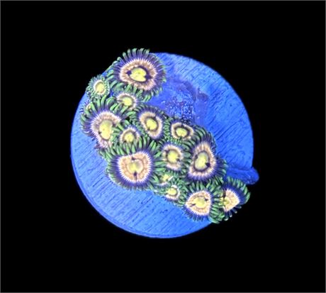WYSIWYG Golden Goddess Zoanthids