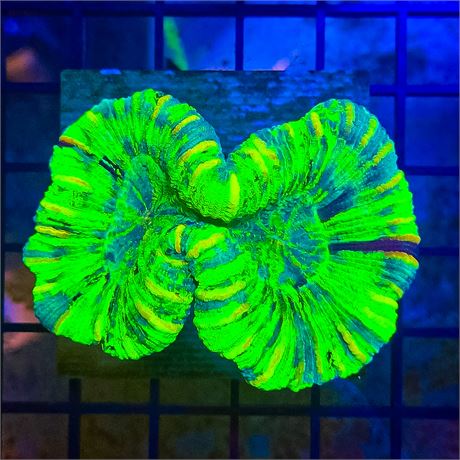 Lemon Lime Trachyphyllia - WYSIWYG