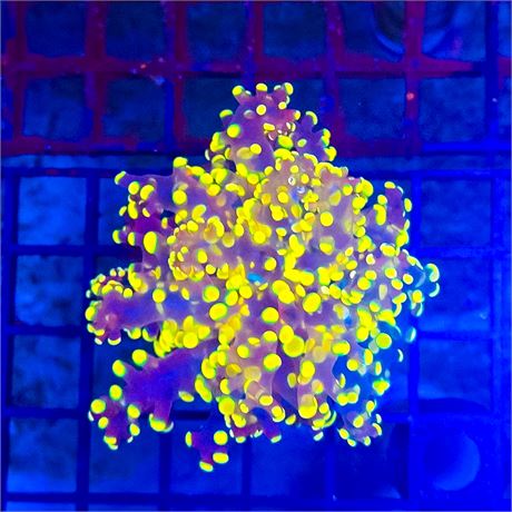 Yellow Octospawn - WYSIWYG