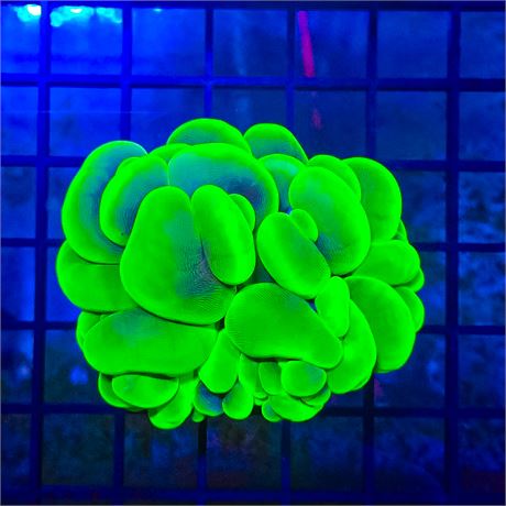 Toxic Bubble Coral - WYSIWYG
