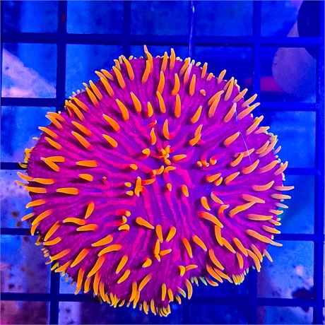 Purple Lava Diaseris- WYSIWYG