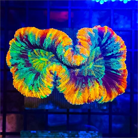 Rainbow Trachy - WYSIWYG