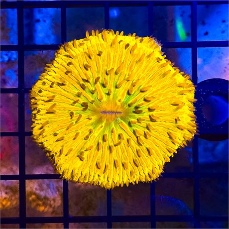 Yellow Green Mouse Plate - WYSIWYG