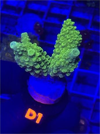 Acropora (Green)