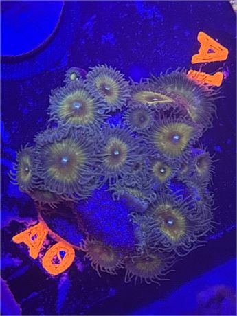 Sunflower Palythoa