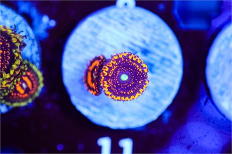 WWC Illuminati Zoanthids - WYSIWYG