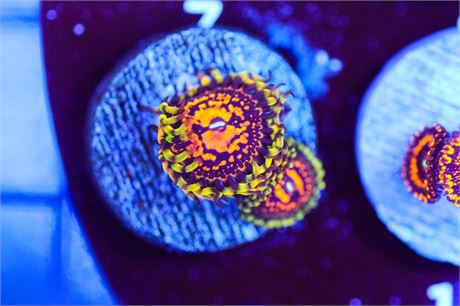 Deadpool Zoanthids - WYSIWYG