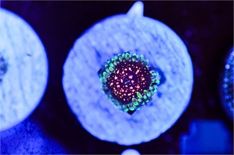 CK Ultimate Pink Space Monster Zoanthids - WYSIWYG