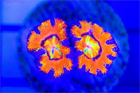 Aussie Rainbow Acan - WYSIWYG