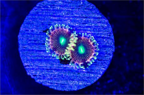 RFU Hypo Lime Zoanthids - WYSIWYG